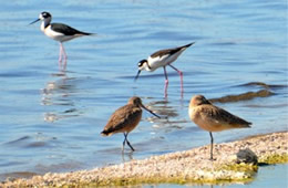 Limosa fedoa - Marbled Godwit