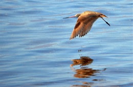 Limosa fedoa - Marbled Godwit