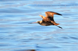 Limosa fedoa - Marbled Godwit