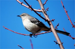 Mimus polyglotus - Northern Mockingbird