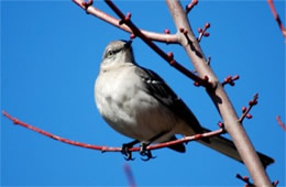 Mimus polyglotus - Northern Mockingbird