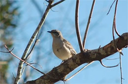 Mimus polyglotus - Northern Mockingbird