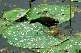 Common Moorhen