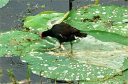 Common Moorhen