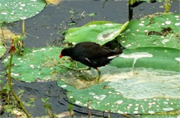 Common Moorhen