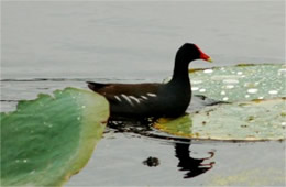 Common Moorhen