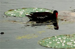 Common Moorhen