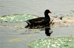 Common Moorhen