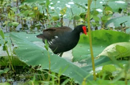 Common Moorhen