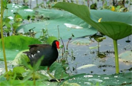 Common Moorhen