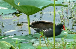 Common Moorhen