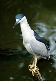 Nycticorrax nycticorax - Black-crowned Night Heron