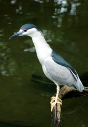 Nycticorrax nycticorax - Black-crowned Night Heron