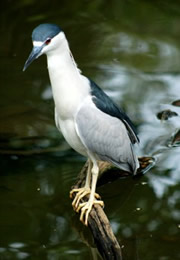 Nycticorrax nycticorax - Black-crowned Night Heron