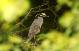 night heron at night