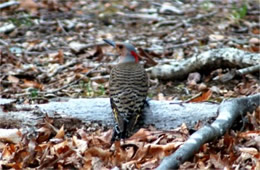 Colaptes auratus - Northern Flicker