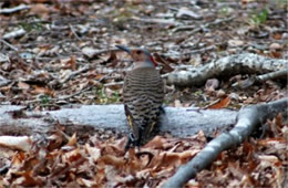 Colaptes auratus - Northern Flicker