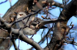 Mimus polyglotus - Northern Mockingbird