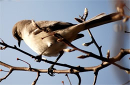 Mimus polyglotus - Northern Mockingbird