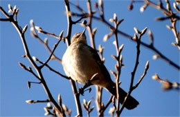 Mimus polyglotus - Northern Mockingbird