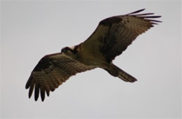 Pandion haliaetus - Osprey