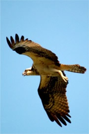 Pandion haliaetus - Osprey