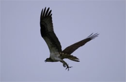 Pandion haliaetus - Osprey
