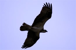 Pandion haliaetus - Osprey