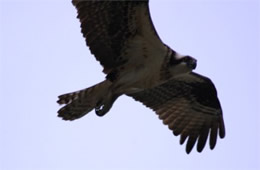 Pandion haliaetus - Osprey