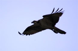 Pandion haliaetus - Osprey