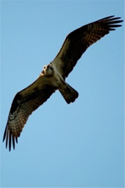 Pandion haliaetus - Osprey