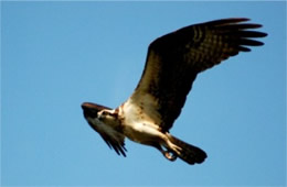 Pandion haliaetus - Osprey