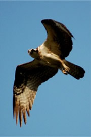 Pandion haliaetus - Osprey