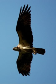 Pandion haliaetus - Osprey