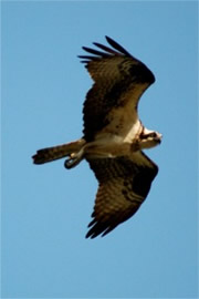 Pandion haliaetus - Osprey