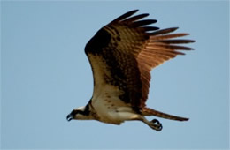 Pandion haliaetus - Osprey