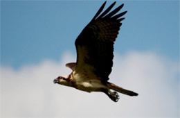 Pandion haliaetus - Osprey