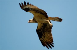 Pandion haliaetus - Osprey