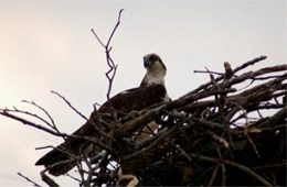 Pandion haliaetus - Osprey on Nest