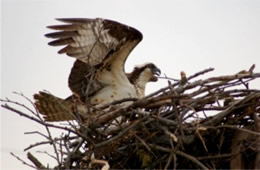 Pandion haliaetus - Osprey on Nest