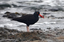 Haematopus bachmani - Black Oyster Catcher