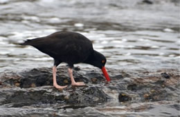 Haematopus bachmani - Black Oyster Catcher