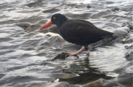 Haematopus bachmani - Black Oyster Catcher