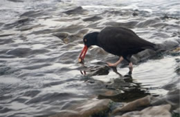 Haematopus bachmani - Black Oyster Catcher