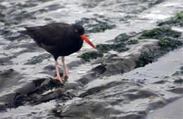 Haematopus bachmani - Black Oyster Catcher