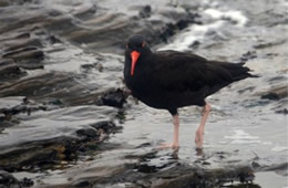 Haematopus bachmani - Black Oyster Catcher