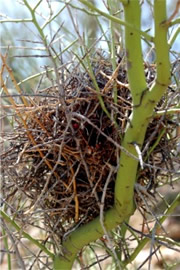 Birdnest in Palo Verde Tree