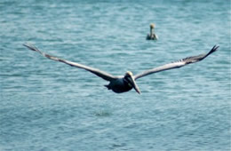 Pelecanus occidentalis - Brown Pelican