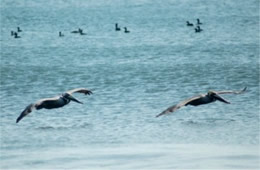 Pelecanus occidentalis - Brown Pelican