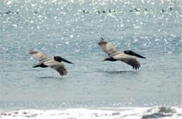 Pelecanus occidentalis - Brown Pelican